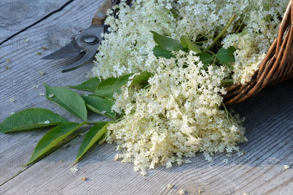 Elderflower in basket