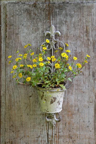 Mexican creeping zinnia