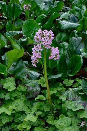 Elephant-eared Saxifrage '