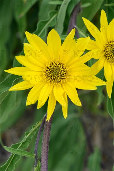 Maximilian sunflower
