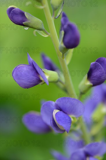 Blue wild indigo