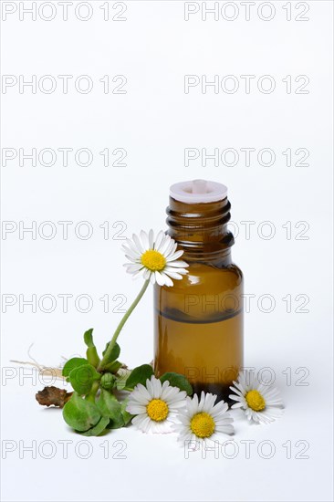 Daisy blossoms and daisy tincture in drop bottle