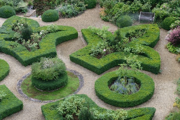 Boxwood in topiary