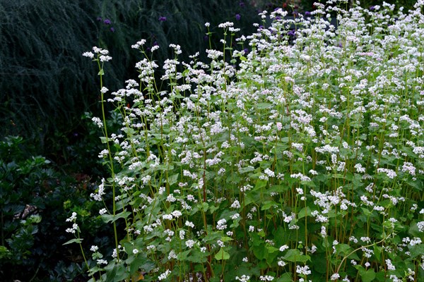 True buckwheat