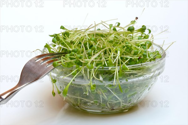 Garden cress