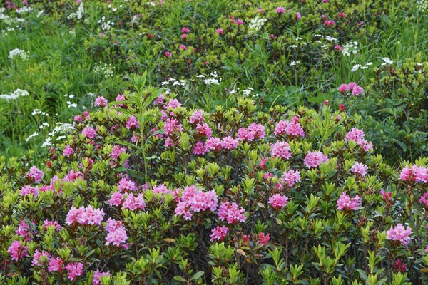 Rusty-leaved alpenrose