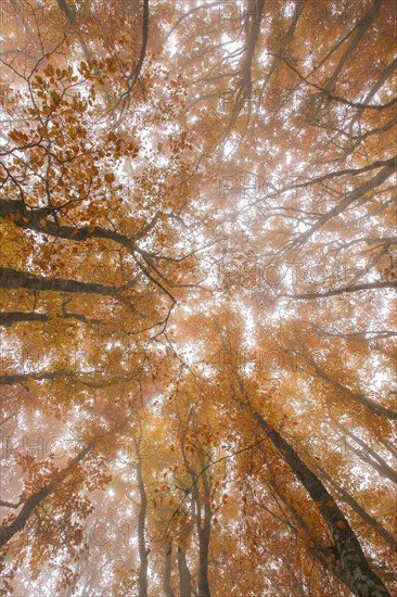 Beech forest in autumn