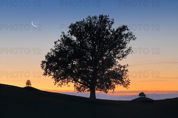 Oak at Hirzelpass