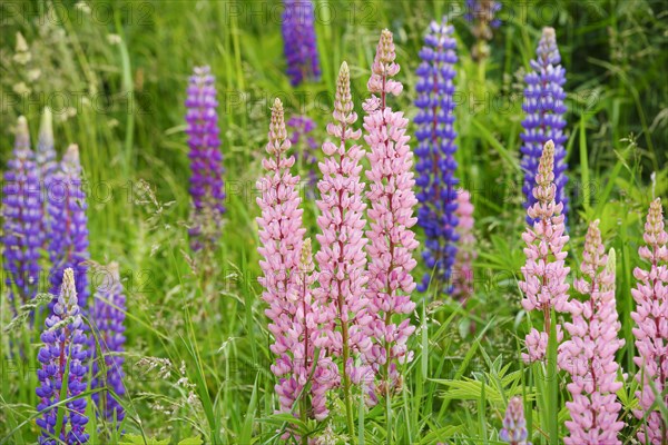 Multileaved lupin