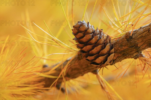 Close-up of a larch cone in autumn