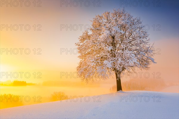 Lime tree in winter