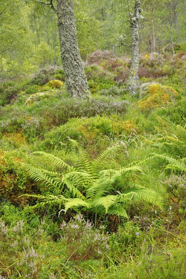 Birch forest