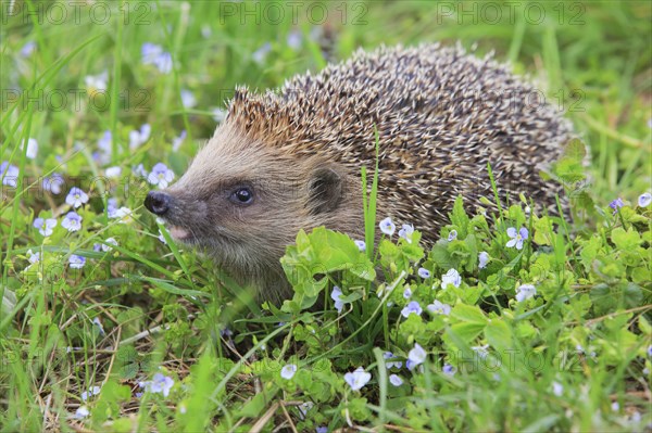 European hedgehog