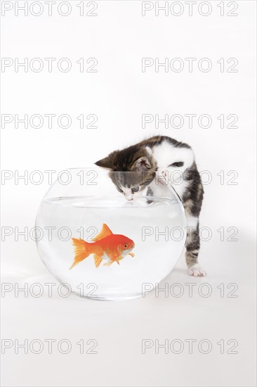 Goldfish in goldfish bowl and house cat