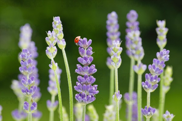 Two-spotted ladybird on lavender flower