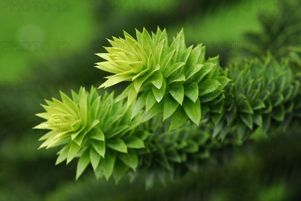 Monkey puzzle tree