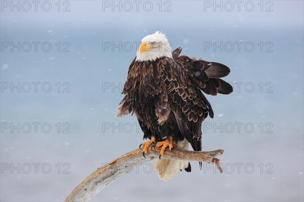 Bald eagle