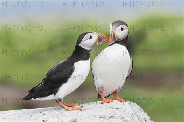 Atlantic Puffin