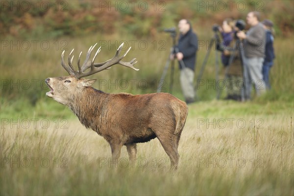 Red Deer or Hart