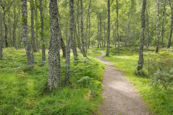 Footpath in birch forest