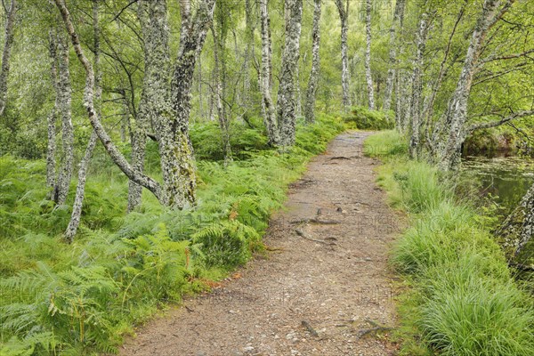 Footpath in birch forest