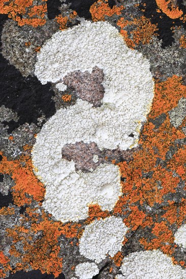 Lichens on rocks