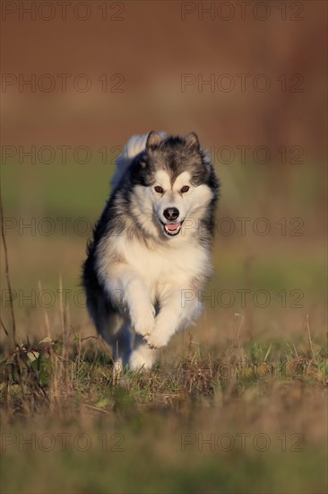 Alaskan Malamute