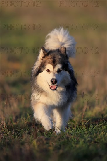 Alaskan Malamute