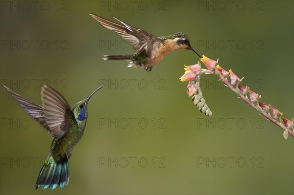 White-throated mountaingem