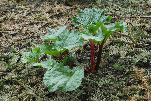 Rhubarb