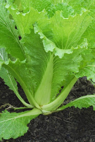 Brassica rapa