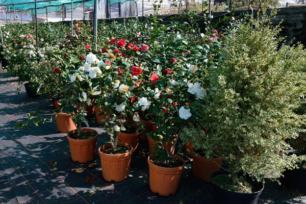 Greenhouse with camellias
