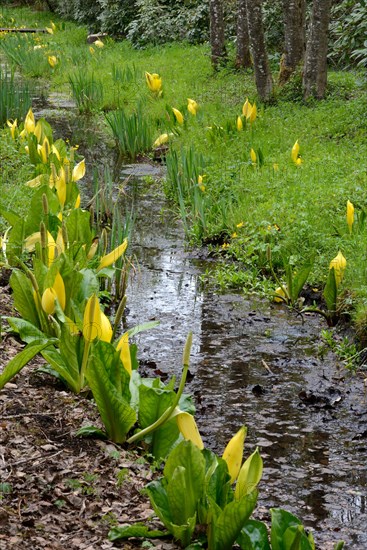 Western skunk cabbage