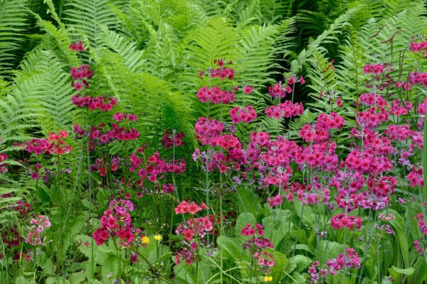 Japanese floor primrose