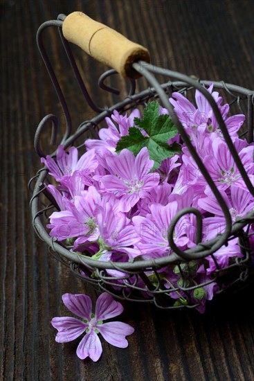 Common mallow