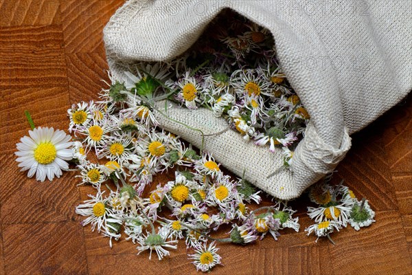 Dried Common daisy