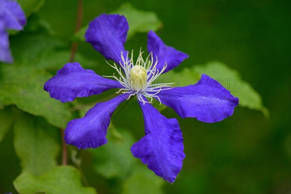 Clematis
