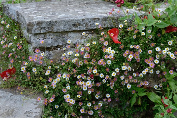 Mexican fleabane