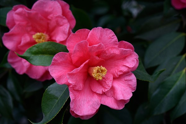 Japanese Camellia