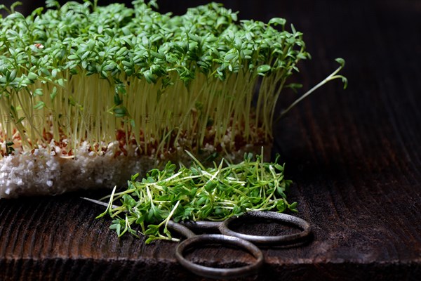 Garden cress