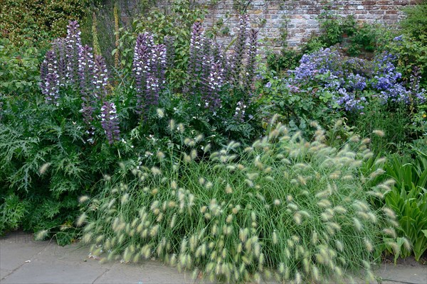 Spiny hogweed and grasses in herbaceous borders