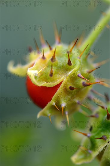 Sticky nightshade