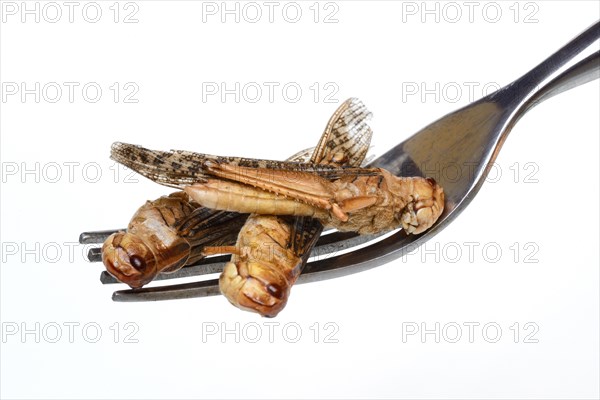 Dried locusts on fork