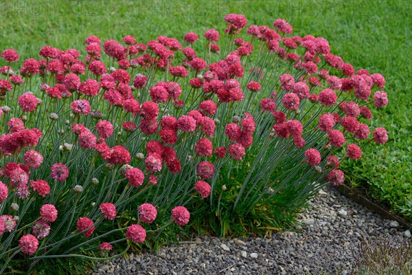 Beach carnation