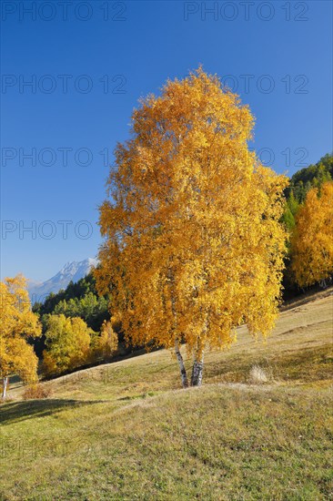 Birch in Lower Engadine