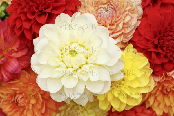 Dahlias