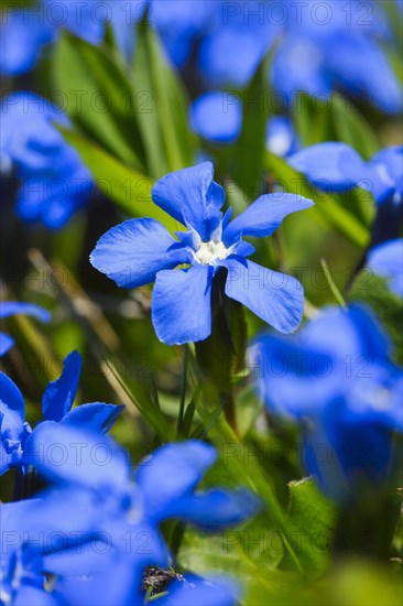 Spring Gentian