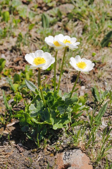 Alpine buttercup