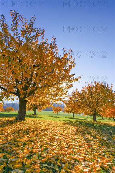 Cherry trees in autumn