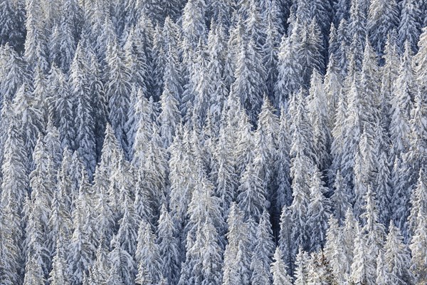 Snowy fir forest